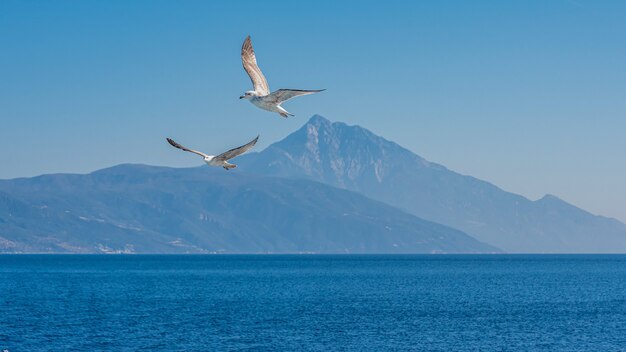 Gaviota blanca volando en el cielo azul soleado sobre la costa del mar