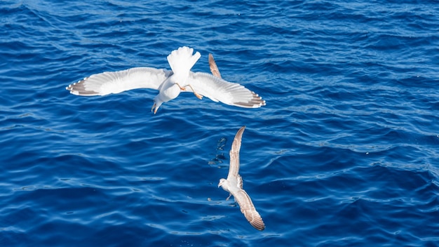 Gaviota blanca volando en el cielo azul y soleado sobre la costa del mar