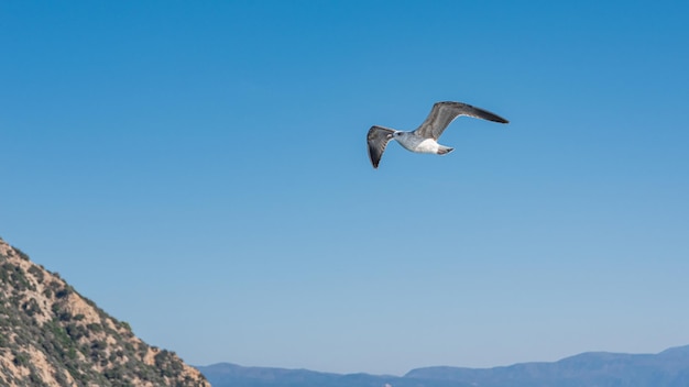 Gaviota blanca volando en el cielo azul y soleado sobre la costa del mar