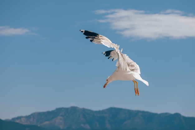 Gaviota blanca volando bajo un cielo azul.