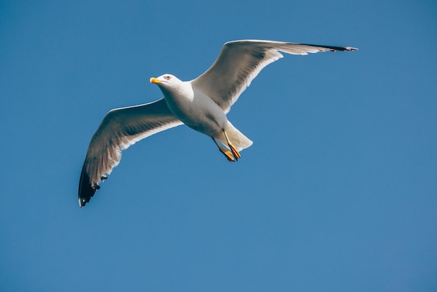 La gaviota blanca volando bajo el cielo azul.