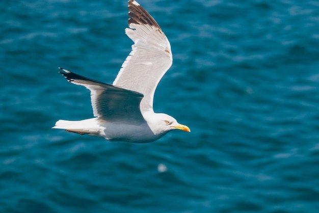 Gaviota blanca volando sobre el mar.