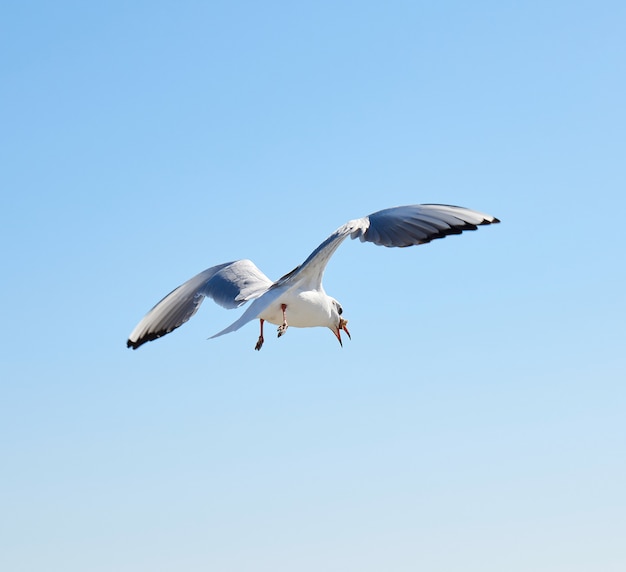 Gaviota blanca vuela en el cielo