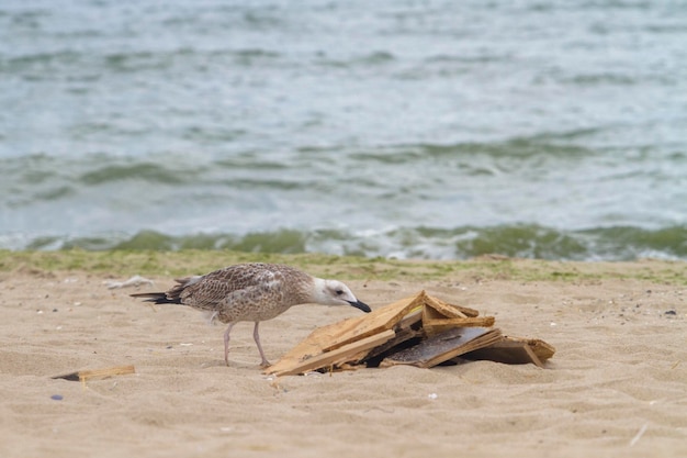 Una gaviota con una bolsa de basura cerca de una playa junto al mar Mar Negro Zatoka Odesa Ucrania