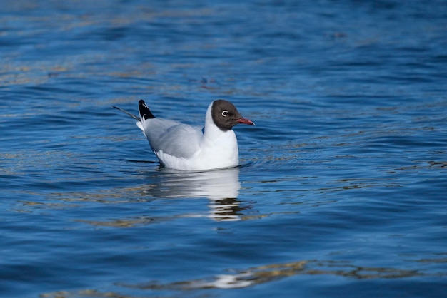 Gaviota de cabeza negra en el agua azul