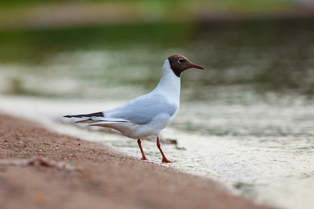 Gaviota de cabeza negra caminando en surf