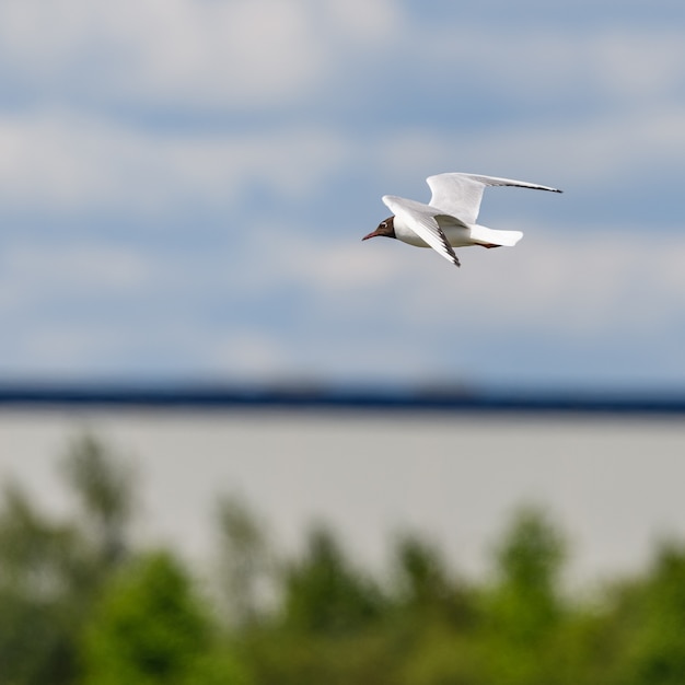 Gaviota de cabeza negra (Chroicocephalus ridibundus) con plumaje de verano en vuelo con horizonte