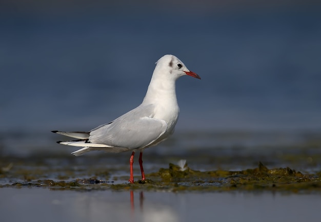 La gaviota de cabeza negra (Chroicocephalus ridibundus) en la suave luz de la mañana retrato de cerca