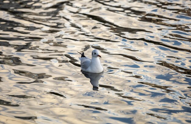 Gaviota de cabeza negra en el lago