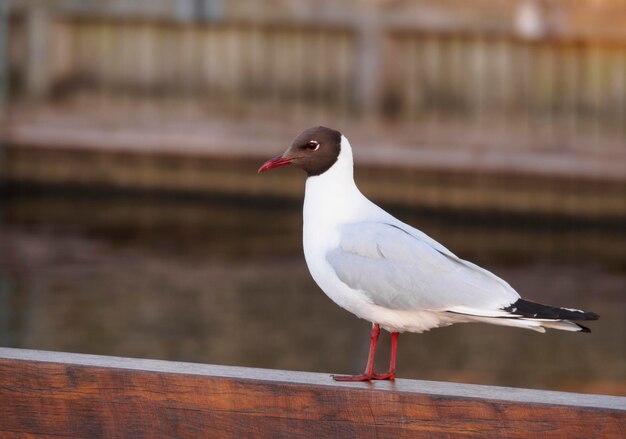 Gaviota de cabeza negra Larus ridibundus Chroicocephalus ridibundus closeup en el parapeto de madera