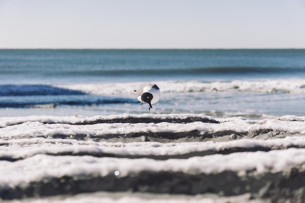 Foto la gaviota de cabeza negra en la playa