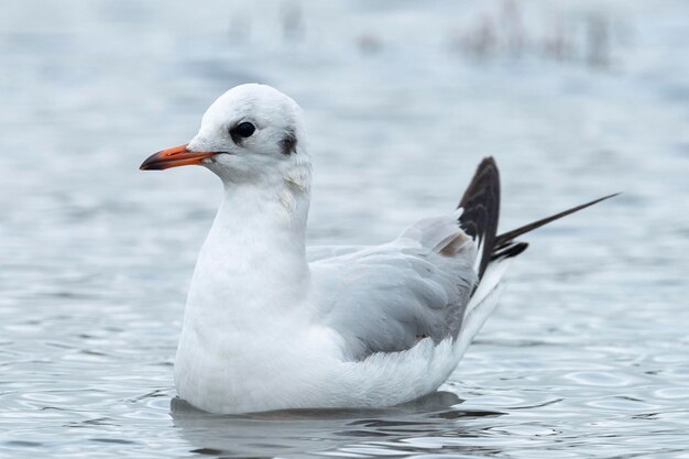 Gaviota de cabeza negra con plumaje nupcial Larus ridibundus Málaga España