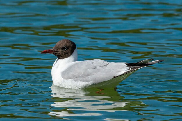 Gaviota de cabeza negra con plumaje nupcial Larus ridibundus Málaga España