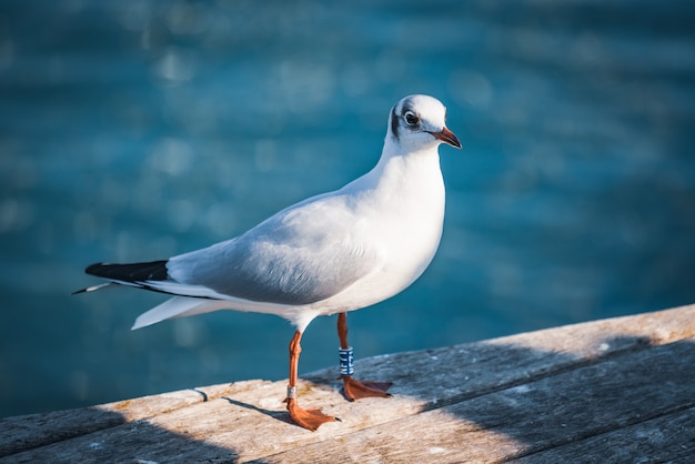 Gaviota con cabeza negra sobre una plataforma de madera