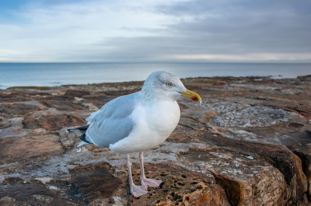 Una gaviota camina a lo largo de un muelle de piedra en la costa del Mar del Norte en el Reino Unido