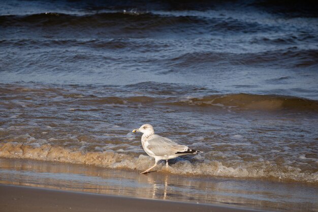 Una gaviota camina por la playa