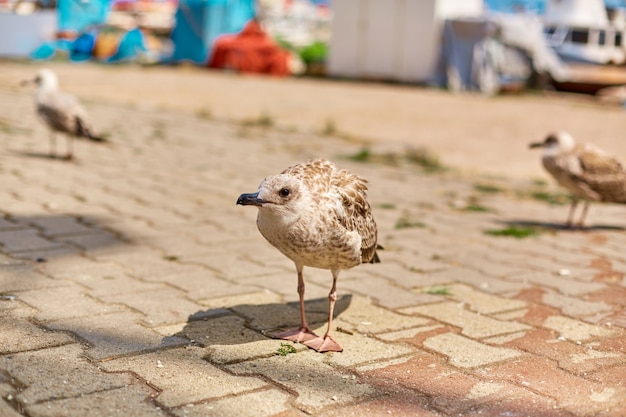 Gaviota camina por el terraplén de la ciudad de Estambul