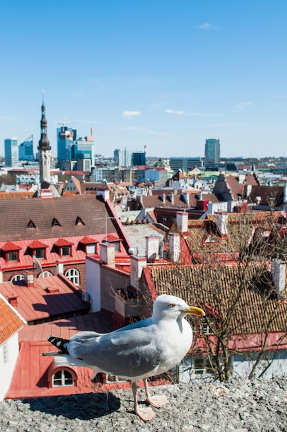 Gaviota caminando en la azotea de un edificio en el centro de la ciudad vieja de tallin estonia europa