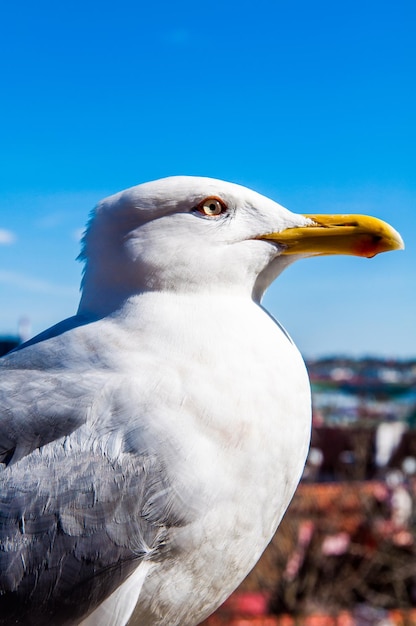 Gaviota caminando en la azotea de un edificio en el centro de la ciudad vieja de tallin estonia europa