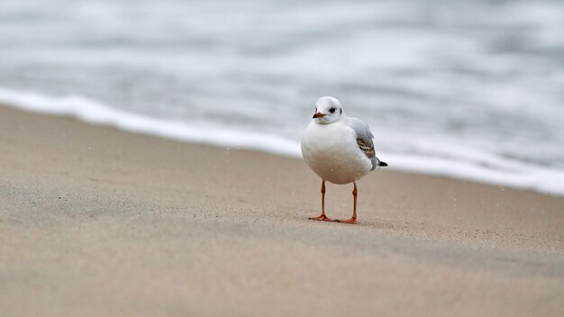 Gaviota caminando junto al mar. Gaviota de cabeza negra de pie solo en la playa de arena del mar Báltico. Chroicocephalus ridibundus.