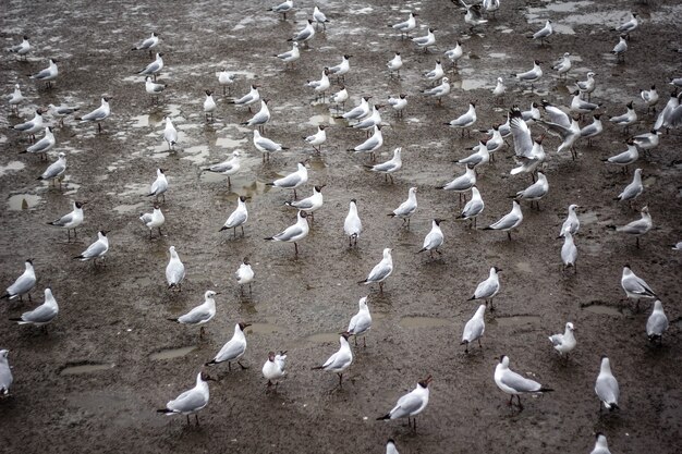 Gaviota caminando por los manglares.