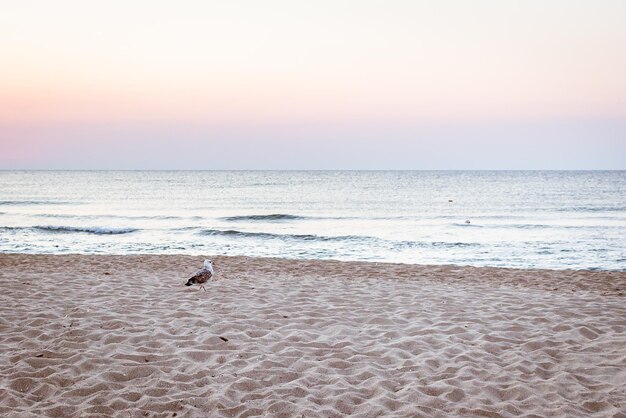 La gaviota caminando por una playa de arena