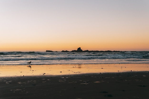 Gaviota caminando por la playa