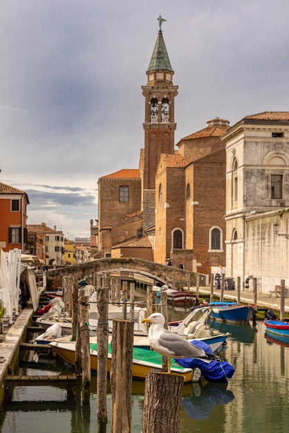 Gaviota en los canales de Chioggia en Italia