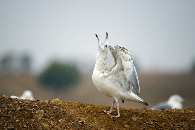 La gaviota del Caspio Larus cachinnans sentada en el suelo sentada en el suelo y grita