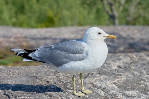 Una gaviota cerca de una piedra de granito al sol