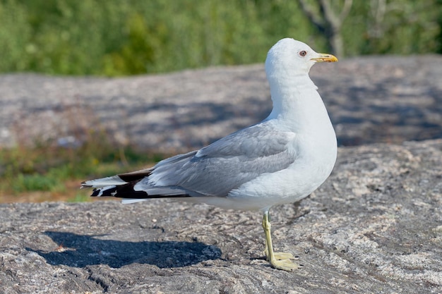 Una gaviota cerca de una piedra de granito al sol