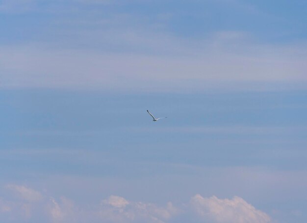 Gaviota en el cielo azul en Grecia