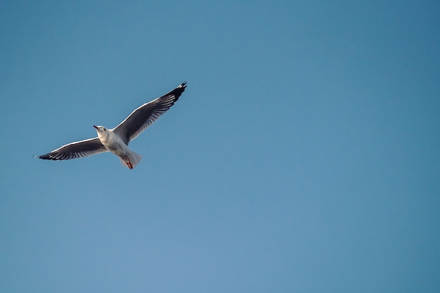 Gaviota en el cielo azul