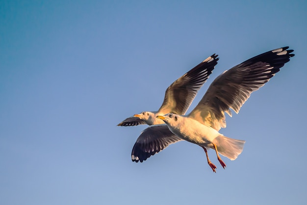 Gaviota en el cielo azul