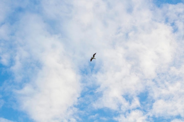 Gaviota en el cielo azul