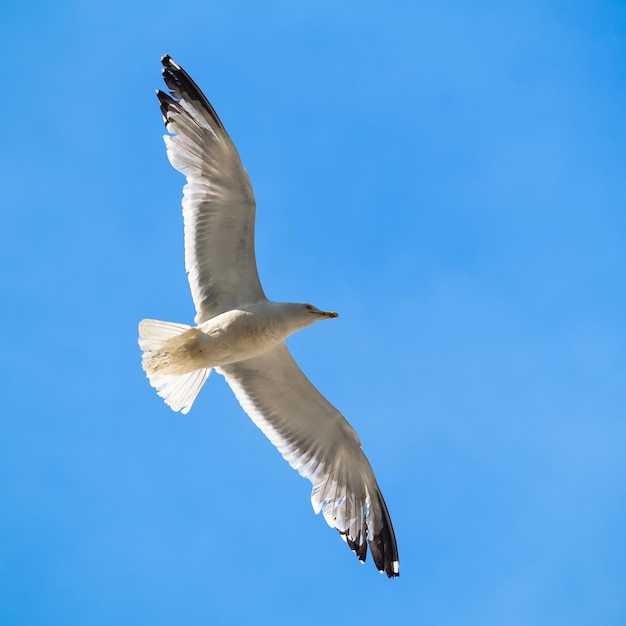 Gaviota en el cielo azul