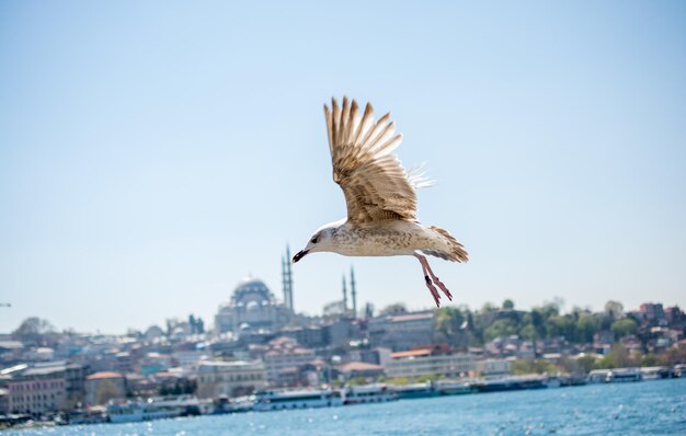 Gaviota en un cielo con fondo de mezquita