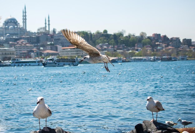 Gaviota en un cielo con fondo de mezquita