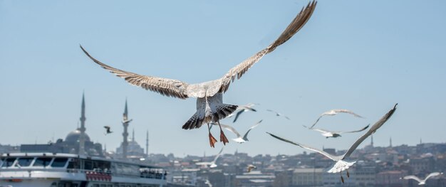 Gaviota en un cielo con fondo de mezquita