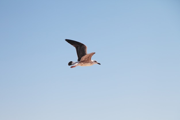 Foto gaviota en el cielo pájaro en vuelo.