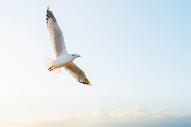 Gaviota en el cielo