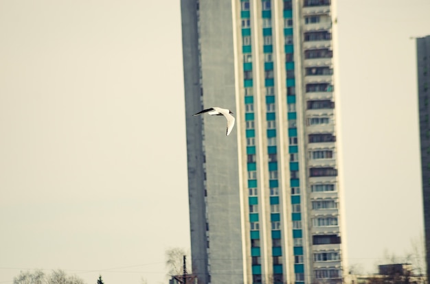 gaviota de la ciudad volando sobre la ciudad