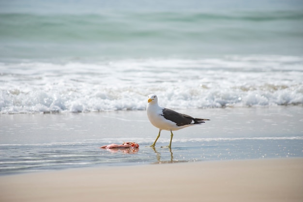 Foto gaviota comiendo pescado en la playa de jurerê internacional florianópolis