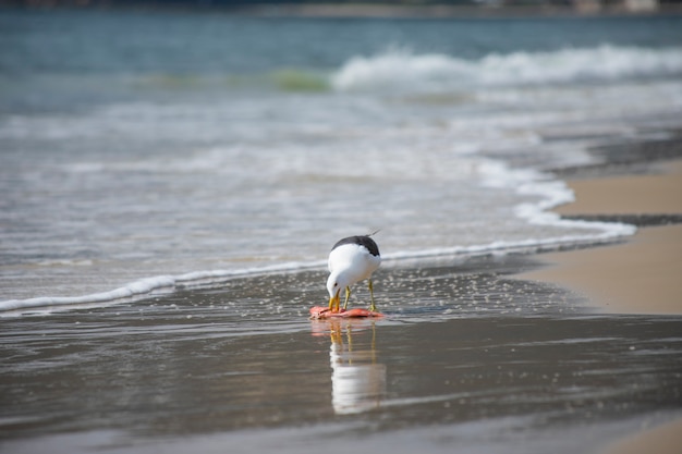 Gaviota comiendo pescado en la playa de Jurerê Internacional Florianópolis