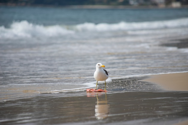 Gaviota comiendo pescado en la playa de Jurerê Internacional Florianópolis