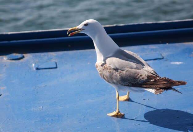 Gaviota común Larus canus de cerca