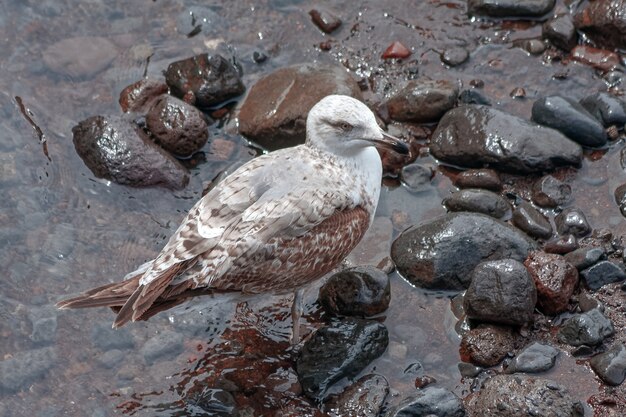 Gaviota común (Larus canus) menores en una playa en Funchal Madeira Portugal