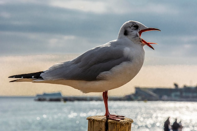 Gaviota común posada en un poste