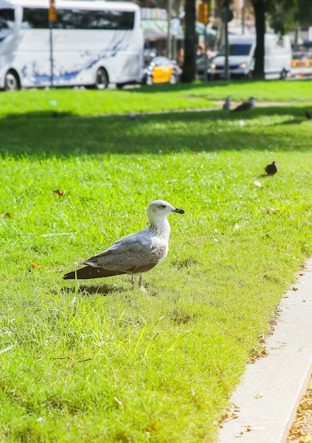 La gaviota corre sobre la hierba verde