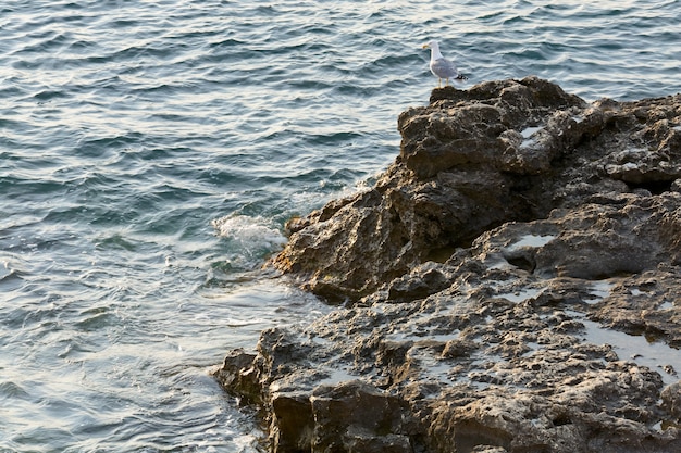 Foto gaviota en costa pedregosa y pequeñas olas